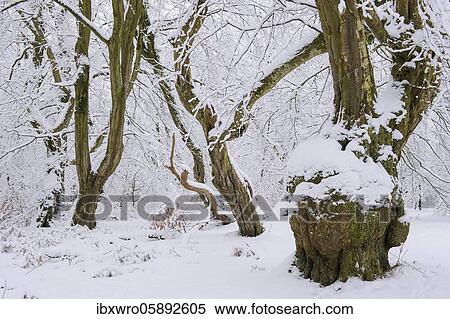 Stock Photography - Snow on old trees in the jungle Baumweg, Winter, Oldenburger Münsterland, Emstek, Lower Saxony, Germany, Europe. Fotosearch