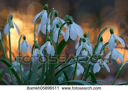 Snowdrop (Galanthus nivalis), Hesse, Germany, Europe View Large Photo Image Stock Image - Snowdrop (Galanthus nivalis), Hesse, Germany, Europe. Fotosearch