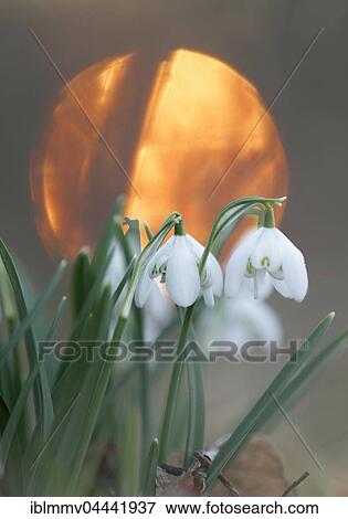 Snowdrops (Galanthus nivalis), sun in the back, National Park Harz, Saxony-Anhalt, Germany, Europe View Large Photo Image Stock Photo - Snowdrops (Galanthus nivalis), sun in the back, National Park Harz, Saxony-Anhalt, Germany, Europe. Fotosearch