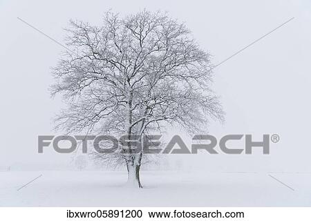 Snowy oak tree in a misty winter landscape, Lower Saxony, Germany, Europe View Large Photo Image Stock Image - Snowy oak tree in a misty winter landscape, Lower Saxony, Germany, Europe. Fotosearch