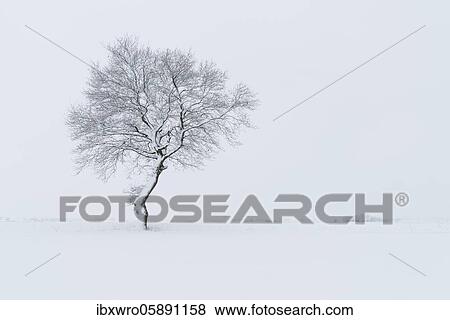 Snowy oak tree in a misty winter landscape, Lower Saxony, Germany, Europe View Large Photo Image Stock Photo - Snowy oak tree in a misty winter landscape, Lower Saxony, Germany, Europe. Fotosearch