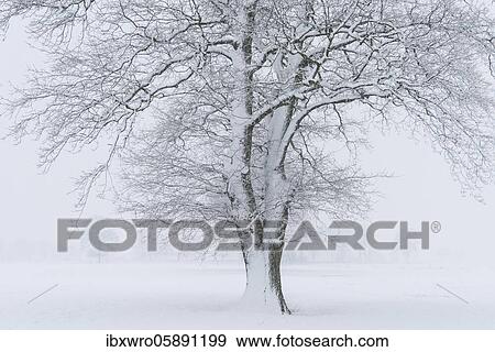 Snowy oak tree in a misty winter landscape, Lower Saxony, Germany, Europe View Large Photo Image Stock Photo - Snowy oak tree in a misty winter landscape, Lower Saxony, Germany, Europe. Fotosearch