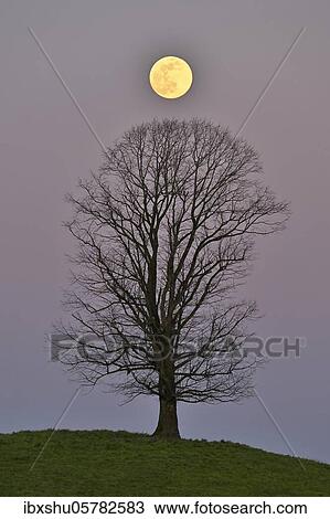Stock Image - Solitaire tree, Linden tree (Tilia), on moraine hills at full moon, Canton Zurich, Switzerland, Europe. Fotosearch