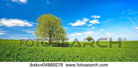 Solitary horse chestnuts on a green field, blue sky, Burgenlandkreis, Saxony-Anhalt, Germany, Europe View Large Photo Image Stock Photo - Solitary horse chestnuts on a green field, blue sky, Burgenlandkreis, Saxony-Anhalt, Germany, Europe. Fotosearch