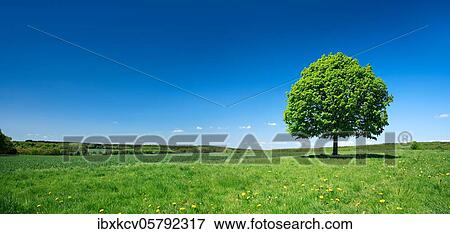 Solitary lime tree on a green meadow, dandelion in bloom, blue sky, Reinhardswald, Hesse, Germany, Europe View Large Photo Image Stock Photo - Solitary lime tree on a green meadow, dandelion in bloom, blue sky, Reinhardswald, Hesse, Germany, Europe. Fotosearch