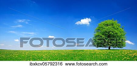 Solitary lime tree on green meadow, dandelion in bloom, blue sky with clouds, Hainrich National Park, Thuringia, Germany, Europe View Large Photo Image Stock Photograph - Solitary lime tree on green meadow, dandelion in bloom, blue sky with clouds, Hainrich National Park, Thuringia, Germany, Europe. Fotosearch