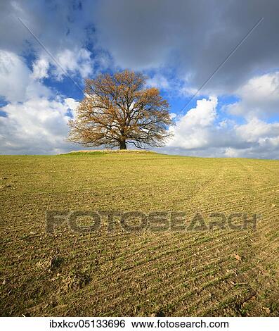 Solitary oak on field in autumn, blue sky with clouds, furrows in the field with winter seeding, near Röbel, Germany ( Mecklenburg-Vorpommern) View Large Photo Image Stock Photograph - Solitary oak on field in autumn, blue sky with clouds, furrows in the field with winter seeding, near Röbel, Germany ( Mecklenburg-Vorpommern). Fotosearch