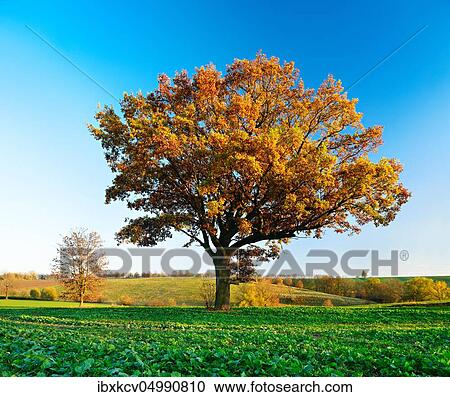 Solitary oak on field with rape Winter sowing in autumn, near Günthersberge, Harz foreland, Germany ( Sachsen-Anhalt) View Large Photo Image Stock Image - Solitary oak on field with rape Winter sowing in autumn, near Günthersberge, Harz foreland, Germany ( Sachsen-Anhalt). Fotosearch
