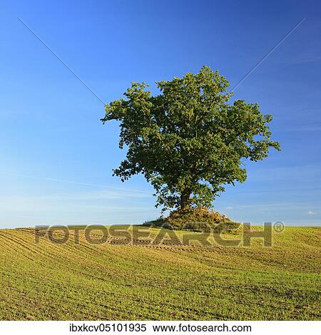 Stock Photography - Solitary oak on hill in autumn, field with winter sowing, Germany Mecklenburg-Vorpommern. Fotosearch
