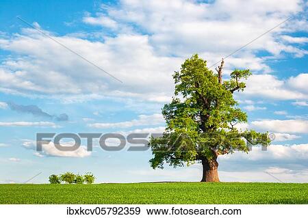 Solitary old oak tree on green field in spring, blue sky with cumulus clouds, cold oak tree, near Gera, Germany Thuringia View Large Photo Image Stock Photo - Solitary old oak tree on green field in spring, blue sky with cumulus clouds, cold oak tree, near Gera, Germany Thuringia. Fotosearch
