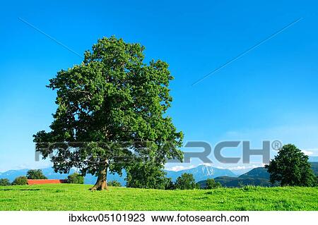 Solitary old oak tree on green meadow, blue sky, behind the Bavarian Alps, Bavaria, Germany, Europe View Large Photo Image Stock Image - Solitary old oak tree on green meadow, blue sky, behind the Bavarian Alps, Bavaria, Germany, Europe. Fotosearch