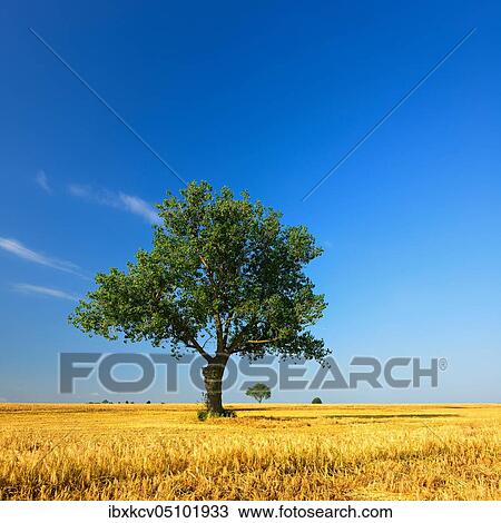 Stock Image - Solitary tree on half harvested cereal field in summer, Saalekreis, Saxony-Anhalt, Germany, Europe. Fotosearch