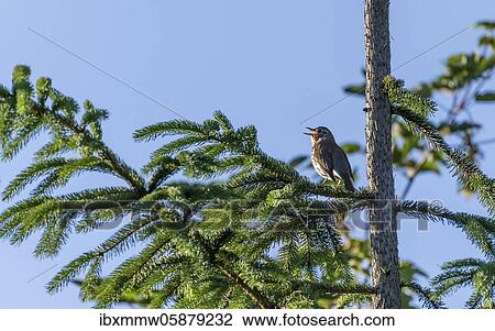 Song thrush (Turdus philomelos) chirps in a conifer, Perlacher Forst, Munich, Upper Bavaria, Bavaria, Germany, Europe View Large Photo Image Stock Image - Song thrush (Turdus philomelos) chirps in a conifer, Perlacher Forst, Munich, Upper Bavaria, Bavaria, Germany, Europe. Fotosearch