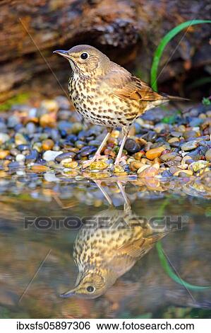 Song thrush (Turdus philomelos) is reflected in the shallow water, Solms, Hesse View Large Photo Image Stock Photograph - Song thrush (Turdus philomelos) is reflected in the shallow water, Solms, Hesse. Fotosearch