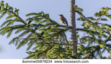 Song thrush (Turdus philomelos) sits in a coniferous tree, Perlacher Forst, Munich, Upper Bavaria, Bavaria, Germany, Europe View Large Photo Image Picture - Song thrush (Turdus philomelos) sits in a coniferous tree, Perlacher Forst, Munich, Upper Bavaria, Bavaria, Germany, Europe. Fotosearch