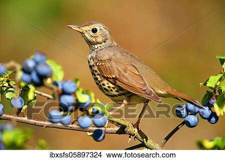 Picture - Song thrush (Turdus philomelos) sits on a branch (Prunus spinosa), Solms, Hesse. Fotosearch