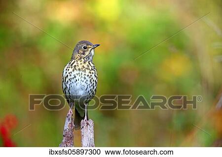 Song thrush (Turdus philomelos) sits on a root, Solms, Hesse View Large Photo Image Stock Image - Song thrush (Turdus philomelos) sits on a root, Solms, Hesse. Fotosearch