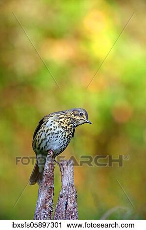 Song thrush (Turdus philomelos) sits on a root, Solms, Hesse View Large Photo Image Stock Image - Song thrush (Turdus philomelos) sits on a root, Solms, Hesse. Fotosearch