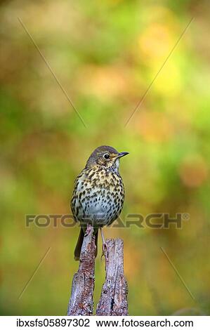 Song thrush (Turdus philomelos) sits on a root, Solms, Hesse View Large Photo Image Stock Image - Song thrush (Turdus philomelos) sits on a root, Solms, Hesse. Fotosearch