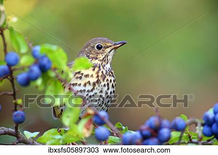 Stock Image - Song thrush (Turdus philomelos) sits on a branch (Prunus spinosa), Solms, Hesse. Fotosearch