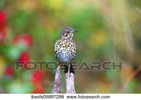Stock Photo - Song thrush (Turdus philomelos) sits on a root, Solms, Hesse. Fotosearch