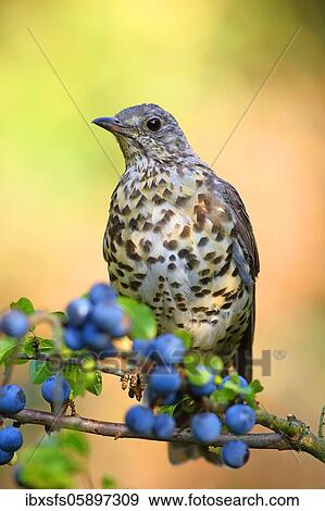 Stock Photo - Song thrush (Turdus philomelos) sits on a branch (Prunus spinosa), Solms, Hesse. Fotosearch