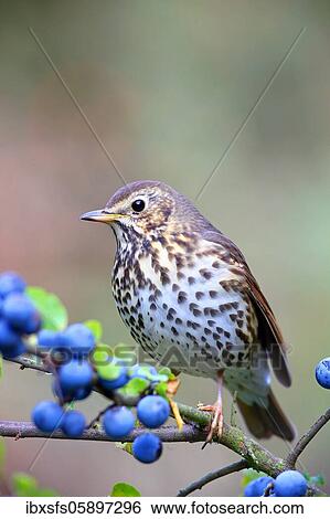 Song thrush (Turdus philomelos) sits on a branch (Prunus spinosa), Solms, Hesse View Large Photo Image Stock Photograph - Song thrush (Turdus philomelos) sits on a branch (Prunus spinosa), Solms, Hesse. Fotosearch