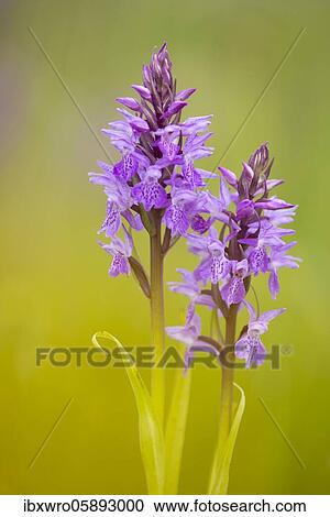 Southern marsh orchid ( Dactylorhiza praetermissa) in bloom, orchid, Meppen, Lower Saxony, Germany, Europe View Large Photo Image Stock Image - Southern marsh orchid ( Dactylorhiza praetermissa) in bloom, orchid, Meppen, Lower Saxony, Germany, Europe. Fotosearch