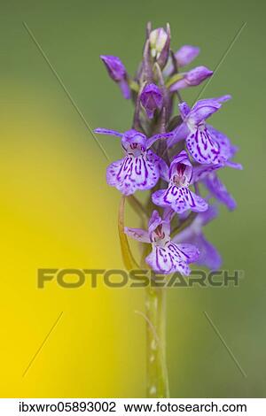 Stock Image - Southern marsh orchid ( Dactylorhiza praetermissa) in bloom, orchid, Meppen, Lower Saxony, Germany, Europe. Fotosearch
