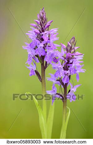 Southern marsh orchid ( Dactylorhiza praetermissa) in bloom, orchid, Meppen, Lower Saxony, Germany, Europe View Large Photo Image Stock Image - Southern marsh orchid ( Dactylorhiza praetermissa) in bloom, orchid, Meppen, Lower Saxony, Germany, Europe. Fotosearch