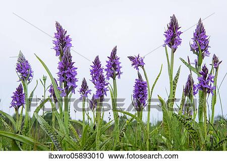 Southern marsh orchid ( Dactylorhiza praetermissa) in bloom, orchid, Meppen, Lower Saxony, Germany, Europe View Large Photo Image Stock Image - Southern marsh orchid ( Dactylorhiza praetermissa) in bloom, orchid, Meppen, Lower Saxony, Germany, Europe. Fotosearch