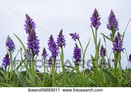 Southern marsh orchid ( Dactylorhiza praetermissa) in bloom, orchid, Meppen, Lower Saxony, Germany, Europe View Large Photo Image Stock Image - Southern marsh orchid ( Dactylorhiza praetermissa) in bloom, orchid, Meppen, Lower Saxony, Germany, Europe. Fotosearch
