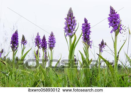 Stock Image - Southern marsh orchid ( Dactylorhiza praetermissa) in bloom, orchid, Meppen, Lower Saxony, Germany, Europe. Fotosearch
