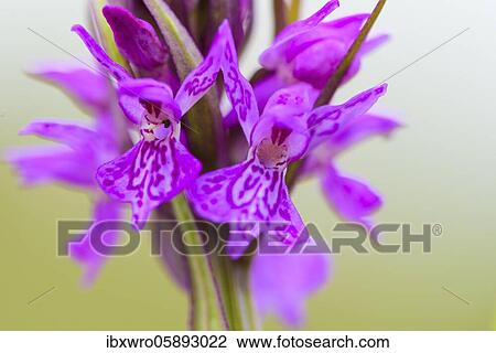 Southern marsh orchid ( Dactylorhiza praetermissa) in bloom, orchid, Meppen, Lower Saxony, Germany, Europe View Large Photo Image Stock Image - Southern marsh orchid ( Dactylorhiza praetermissa) in bloom, orchid, Meppen, Lower Saxony, Germany, Europe. Fotosearch