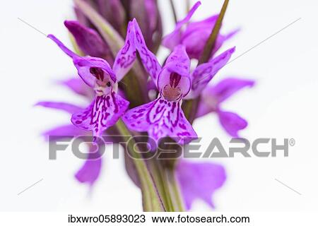 Southern marsh orchid ( Dactylorhiza praetermissa) in bloom, orchid, Meppen, Lower Saxony, Germany, Europe View Large Photo Image Stock Image - Southern marsh orchid ( Dactylorhiza praetermissa) in bloom, orchid, Meppen, Lower Saxony, Germany, Europe. Fotosearch