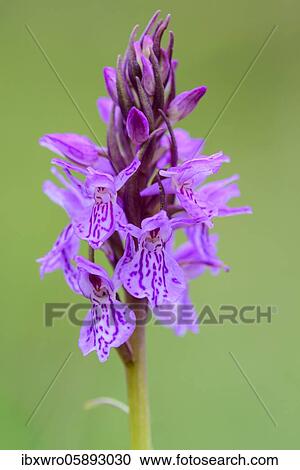 Southern marsh orchid ( Dactylorhiza praetermissa) in bloom, orchid, Meppen, Lower Saxony, Germany, Europe View Large Photo Image Stock Image - Southern marsh orchid ( Dactylorhiza praetermissa) in bloom, orchid, Meppen, Lower Saxony, Germany, Europe. Fotosearch