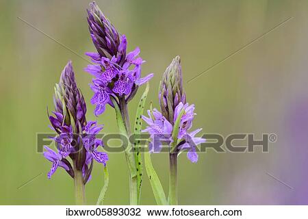 Southern marsh orchid ( Dactylorhiza praetermissa) in bloom, orchid, Meppen, Lower Saxony, Germany, Europe View Large Photo Image Stock Image - Southern marsh orchid ( Dactylorhiza praetermissa) in bloom, orchid, Meppen, Lower Saxony, Germany, Europe. Fotosearch