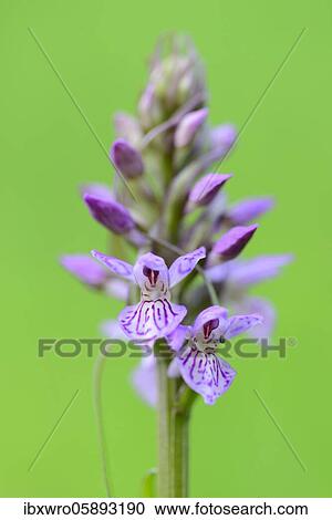 Southern marsh orchid ( Dactylorhiza praetermissa) in bloom, orchid, Meppen, Lower Saxony, Germany, Europe View Large Photo Image Stock Image - Southern marsh orchid ( Dactylorhiza praetermissa) in bloom, orchid, Meppen, Lower Saxony, Germany, Europe. Fotosearch