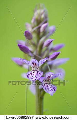 Southern marsh orchid ( Dactylorhiza praetermissa) in bloom, orchid, Meppen, Lower Saxony, Germany, Europe View Large Photo Image Stock Photo - Southern marsh orchid ( Dactylorhiza praetermissa) in bloom, orchid, Meppen, Lower Saxony, Germany, Europe. Fotosearch