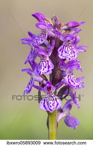 Southern marsh orchid ( Dactylorhiza praetermissa) in bloom, orchid, Meppen, Lower Saxony, Germany, Europe View Large Photo Image Stock Photo - Southern marsh orchid ( Dactylorhiza praetermissa) in bloom, orchid, Meppen, Lower Saxony, Germany, Europe. Fotosearch