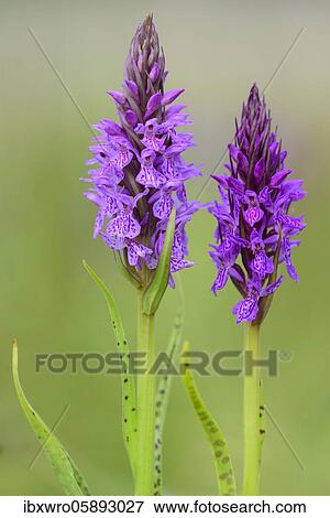 Southern marsh orchid ( Dactylorhiza praetermissa) in bloom, orchid, Meppen, Lower Saxony, Germany, Europe View Large Photo Image Stock Photo - Southern marsh orchid ( Dactylorhiza praetermissa) in bloom, orchid, Meppen, Lower Saxony, Germany, Europe. Fotosearch