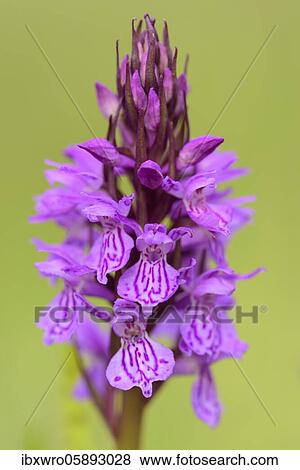Southern marsh orchid ( Dactylorhiza praetermissa) in bloom, orchid, Meppen, Lower Saxony, Germany, Europe View Large Photo Image Stock Photo - Southern marsh orchid ( Dactylorhiza praetermissa) in bloom, orchid, Meppen, Lower Saxony, Germany, Europe. Fotosearch