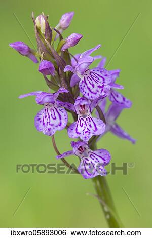 Southern marsh orchid ( Dactylorhiza praetermissa) in bloom, orchid, Meppen, Lower Saxony, Germany, Europe View Large Photo Image Stock Photograph - Southern marsh orchid ( Dactylorhiza praetermissa) in bloom, orchid, Meppen, Lower Saxony, Germany, Europe. Fotosearch