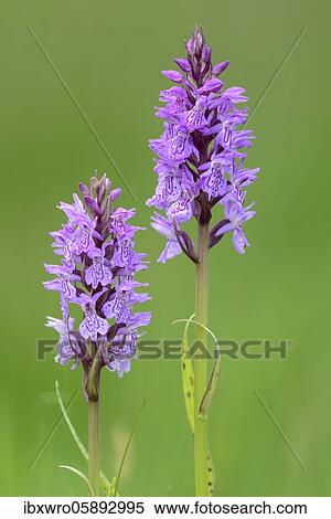 Southern marsh orchid ( Dactylorhiza praetermissa) in bloom, orchid, Meppen, Lower Saxony, Deutschlandany View Large Photo Image Stock Photography - Southern marsh orchid ( Dactylorhiza praetermissa) in bloom, orchid, Meppen, Lower Saxony, Deutschlandany. Fotosearch