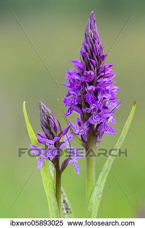 Southern marsh orchid ( Dactylorhiza praetermissa) in bloom, orchid, Meppen, Lower Saxony, Germany, Europe View Large Photo Image Stock Photography - Southern marsh orchid ( Dactylorhiza praetermissa) in bloom, orchid, Meppen, Lower Saxony, Germany, Europe. Fotosearch