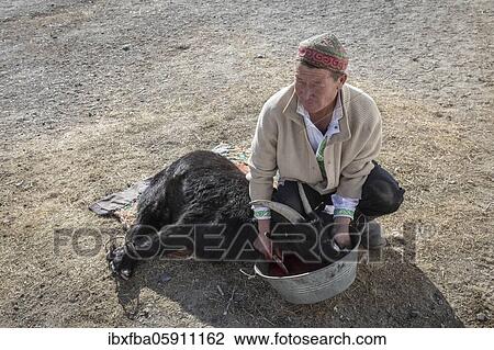 Spai Bashakhan, head of a nomadic family in the Altai mountains, slaughtering of a goat, Olgii province, Mongolia, Asia View Large Photo Image Stock Image - Spai Bashakhan, head of a nomadic family in the Altai mountains, slaughtering of a goat, Olgii province, Mongolia, Asia. Fotosearch