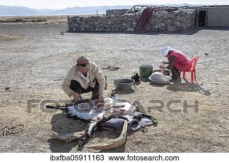 Spai Bashakhan, head of a nomadic family in the Altai mountains, skinning a goat, his woman cleans the intestines Olgii province, Mongolia, Asia View Large Photo Image Stock Image - Spai Bashakhan, head of a nomadic family in the Altai mountains, skinning a goat, his woman cleans the intestines Olgii province, Mongolia, Asia. Fotosearch