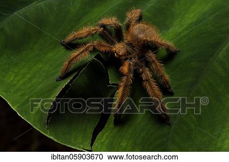 Stock Image - Spider (Megaloremnius leo) in the rainforests of Eastern Madagascar, Madagascar, Africa. Fotosearch