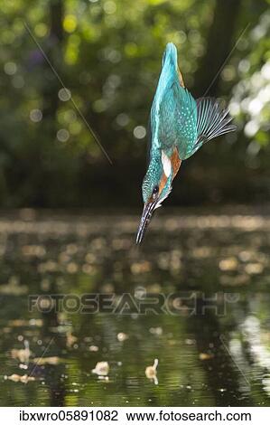 Spoils of the Common kingfisher ( Alcedo atthis), flying, hunting, Netherlands View Large Photo Image Stock Image - Spoils of the Common kingfisher ( Alcedo atthis), flying, hunting, Netherlands. Fotosearch