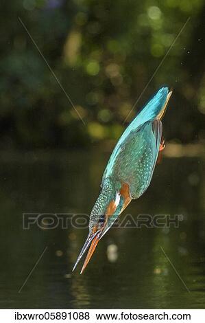 Spoils of the Common kingfisher ( Alcedo atthis), flying, Netherlands View Large Photo Image Stock Photo - Spoils of the Common kingfisher ( Alcedo atthis), flying, Netherlands. Fotosearch